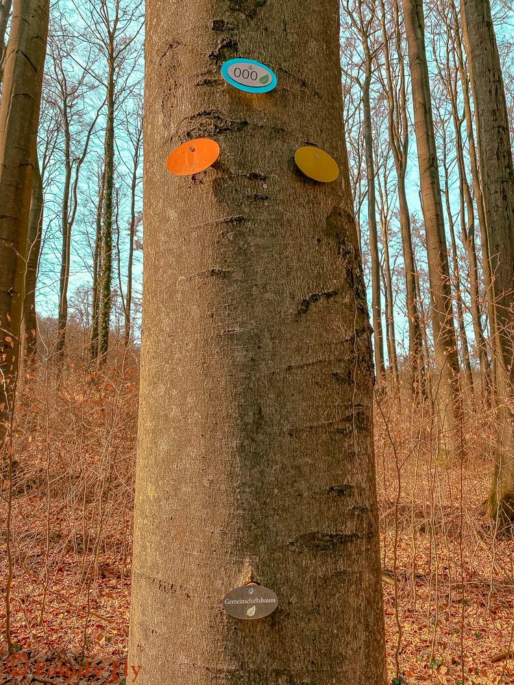 Nieheimer Kunstpfad Baum