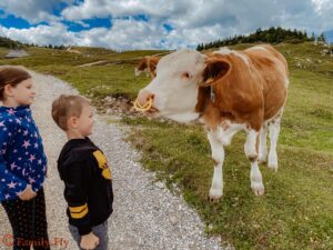 Kühe Alm Slowenien