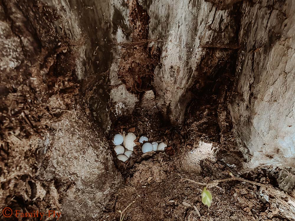 Eier unter der Linde im Burg Vischering