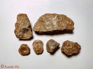 Fossilienacker im Nettersheim – Eifel - Funde