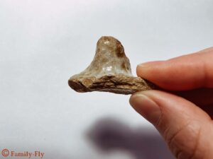 Fossillienknacker Römer Fund