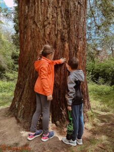 Sequoiafarm Kaldenkirchen Mammutbaum Rinde