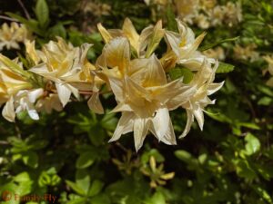 Sequoiafarm Gebuesch Blume
